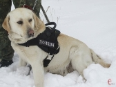 Чотирилапі поліцейські: як у Хмельницькому тренують службових собак |  Новини Хмельницького "Є" | ye.ua